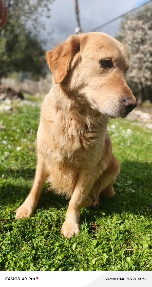 Chloe, una splendida Golden Retriever Foto 9